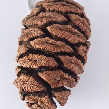 Schlüsselanhänger Mammutbaumzapfen